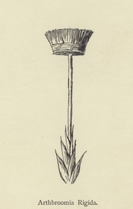 Artbroomia Rigida by Edward Lear
